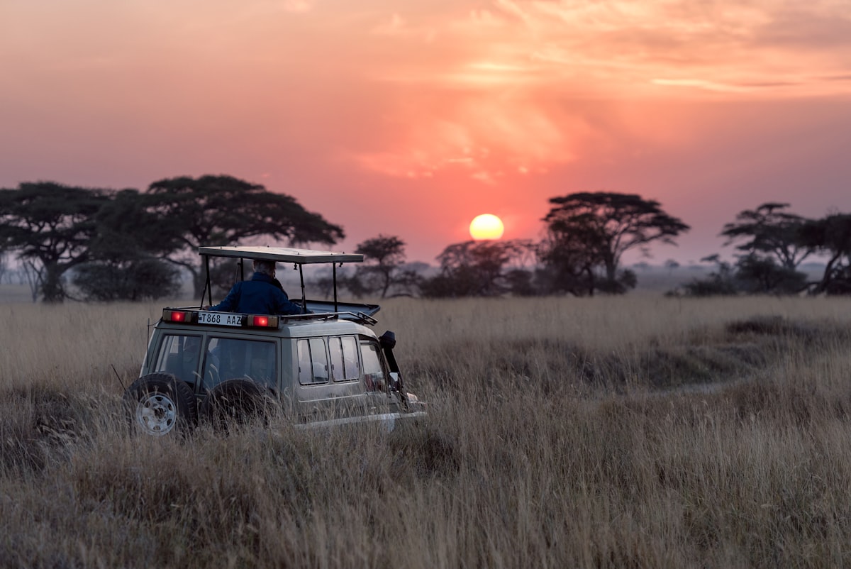 Elephants on safari